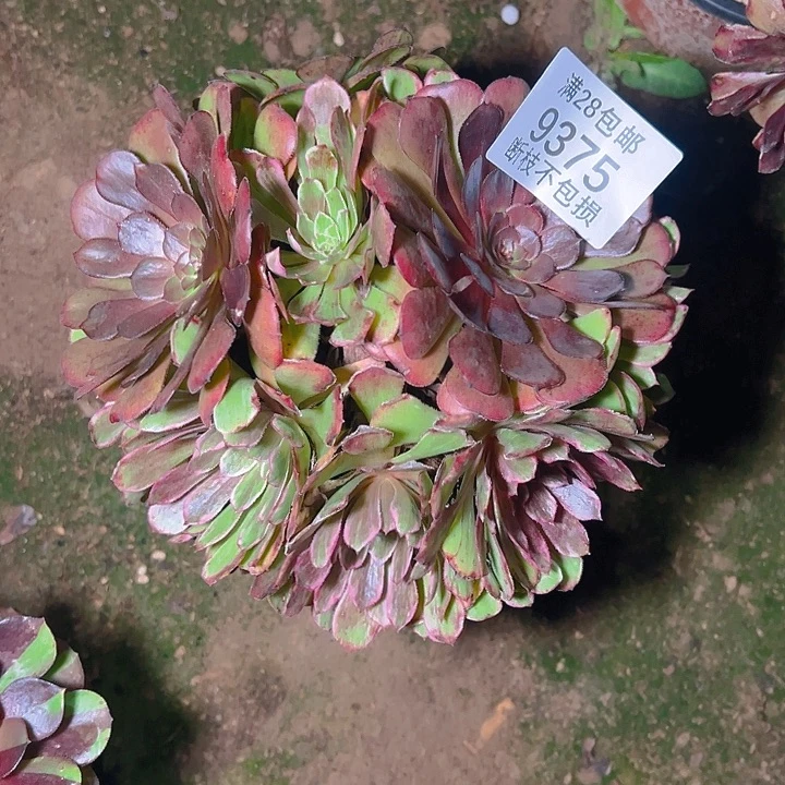 9375水墨画多肉植物