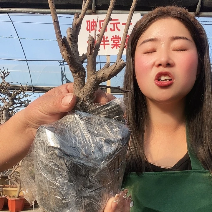 大花彩玉海棠花盛开