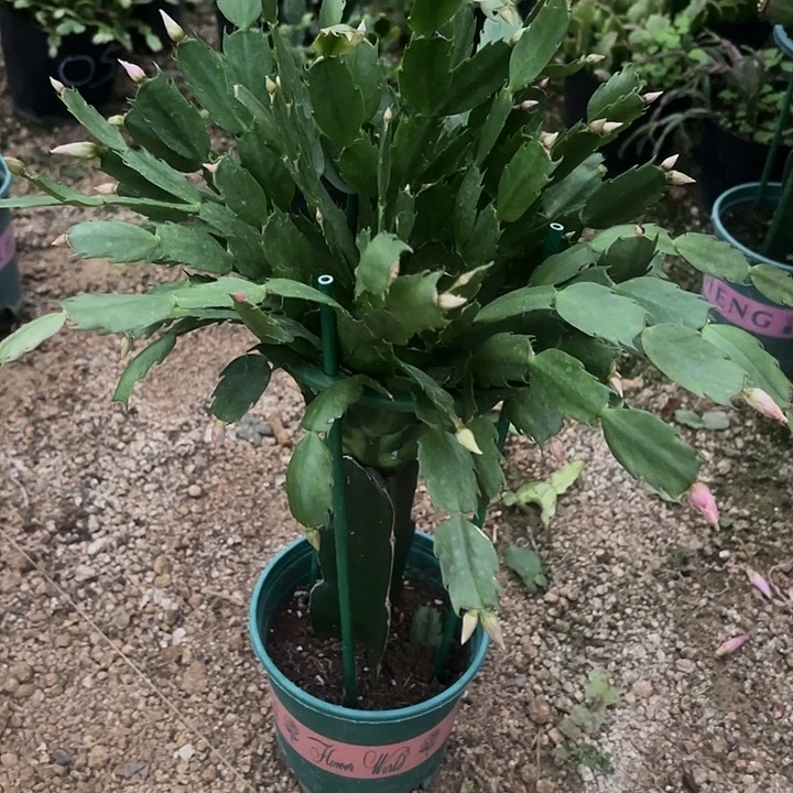 幸***儿当前无花栽培后可以开花