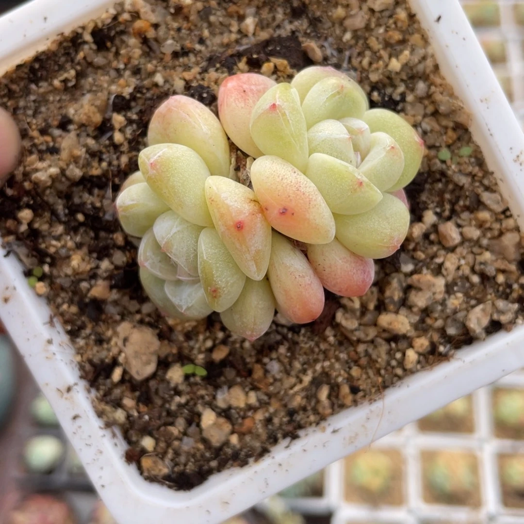 2024  冰玉  六月六