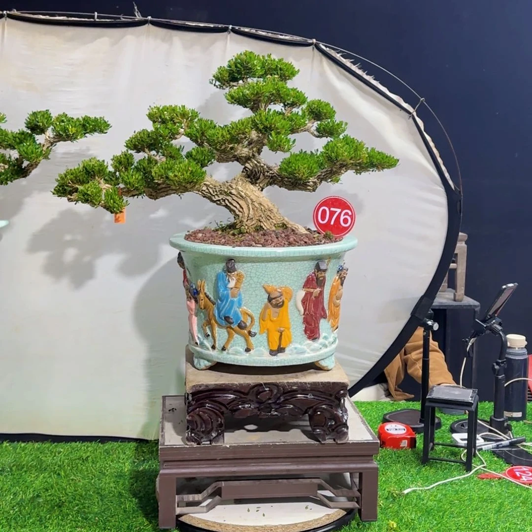 当前无花朵，栽培后可花朵H*