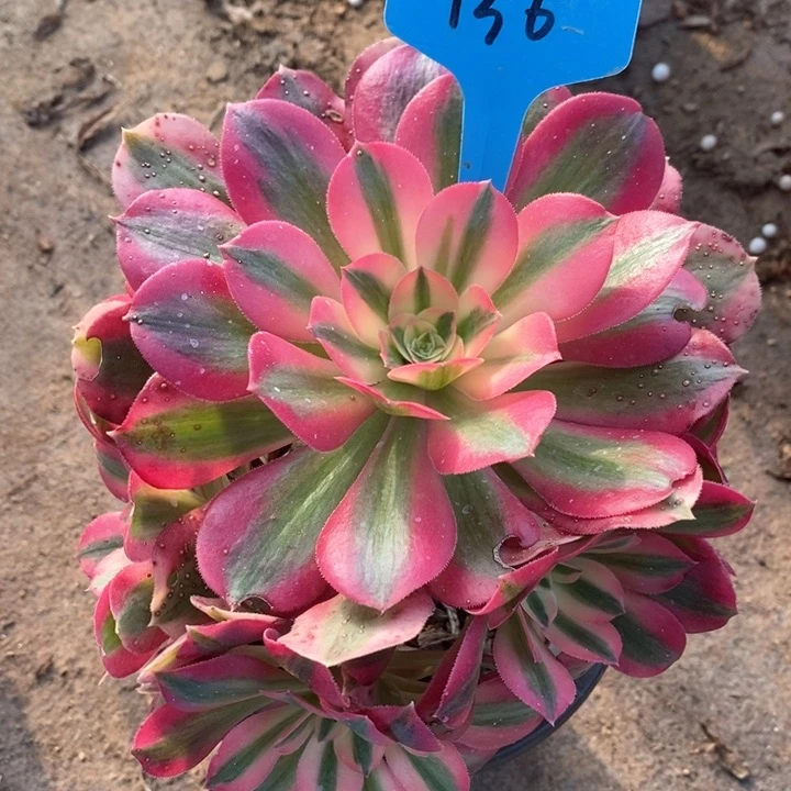 136 一颗粉女巫法师多肉