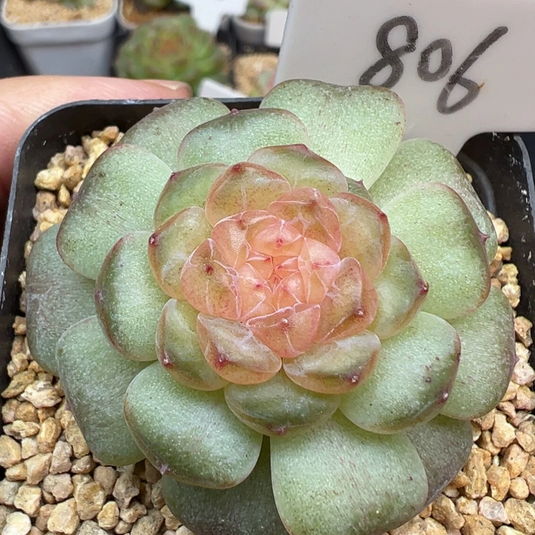 806号风花雪月系列流萤