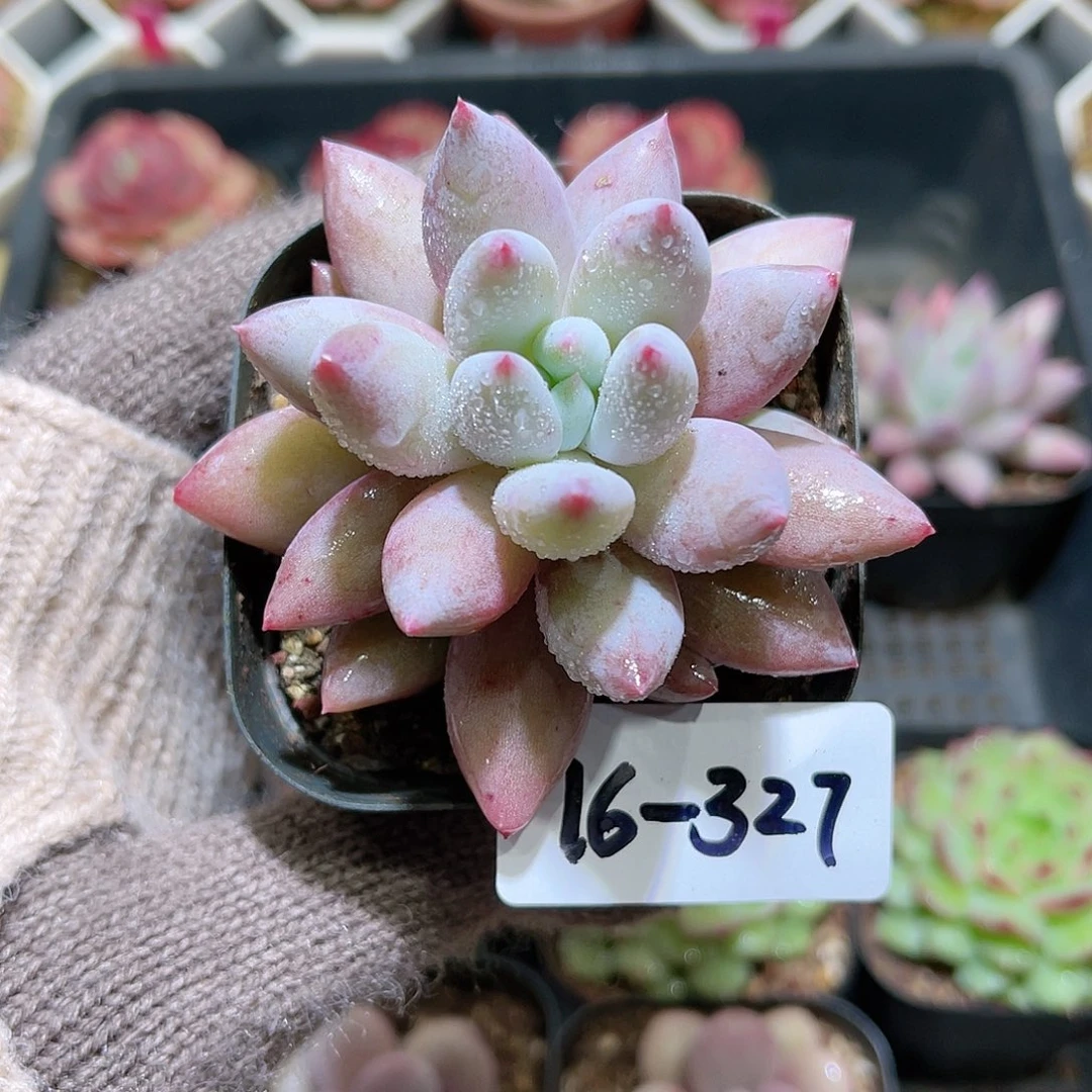 花利美16-327奶瓶