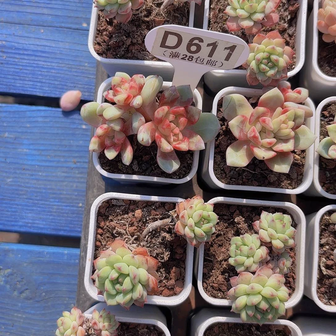 D611勿忘我一物一拍