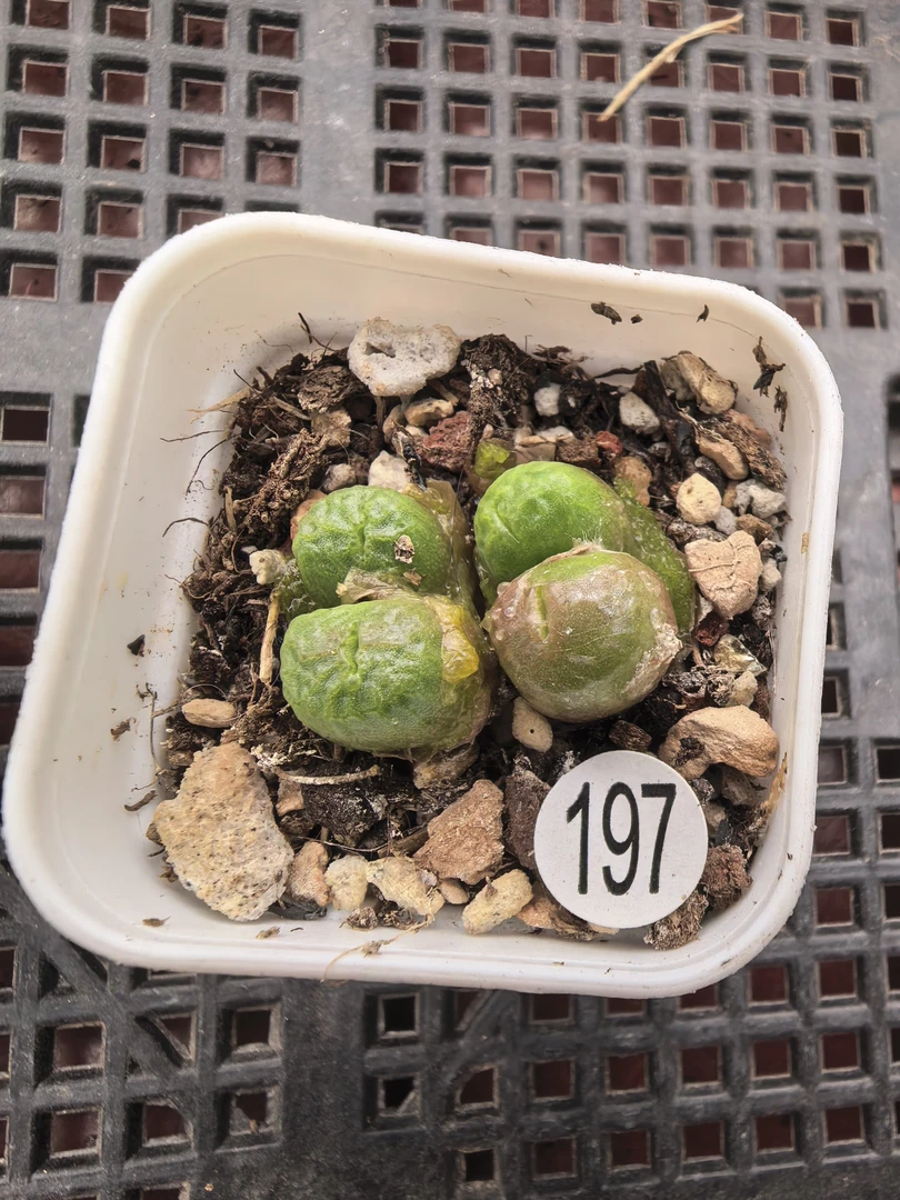 烧麦4头多肉植物