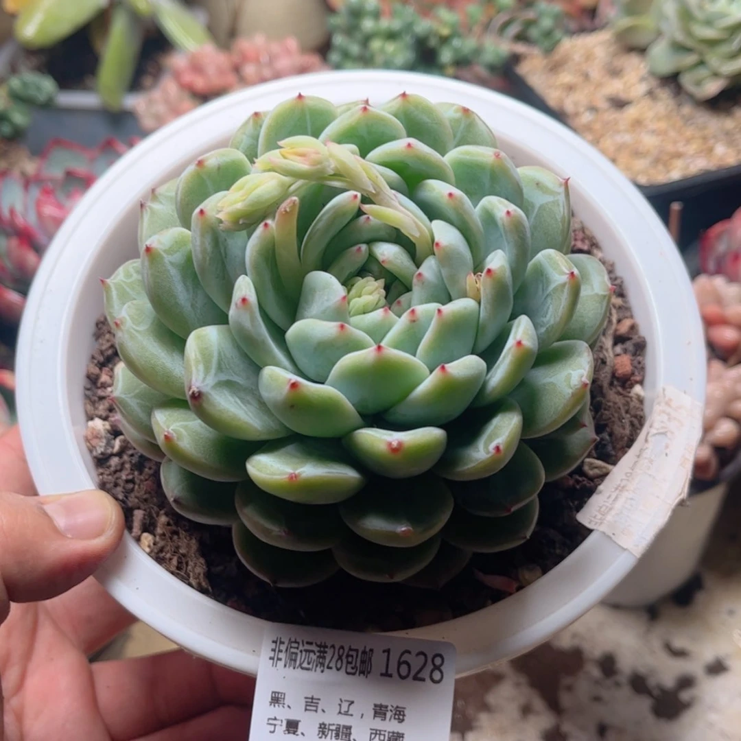 【闪购商品】1628雪花珍妮