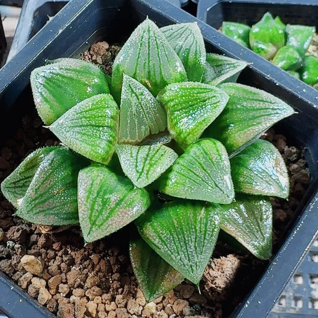 壁***尘十二卷实生母本 福利