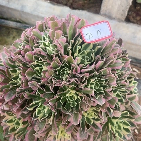 多肉植物雨花石192