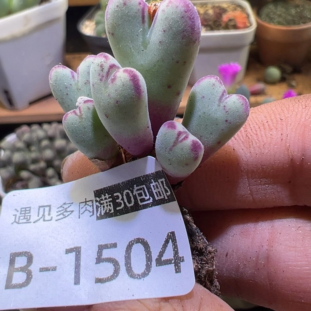 多肉植物111111111111