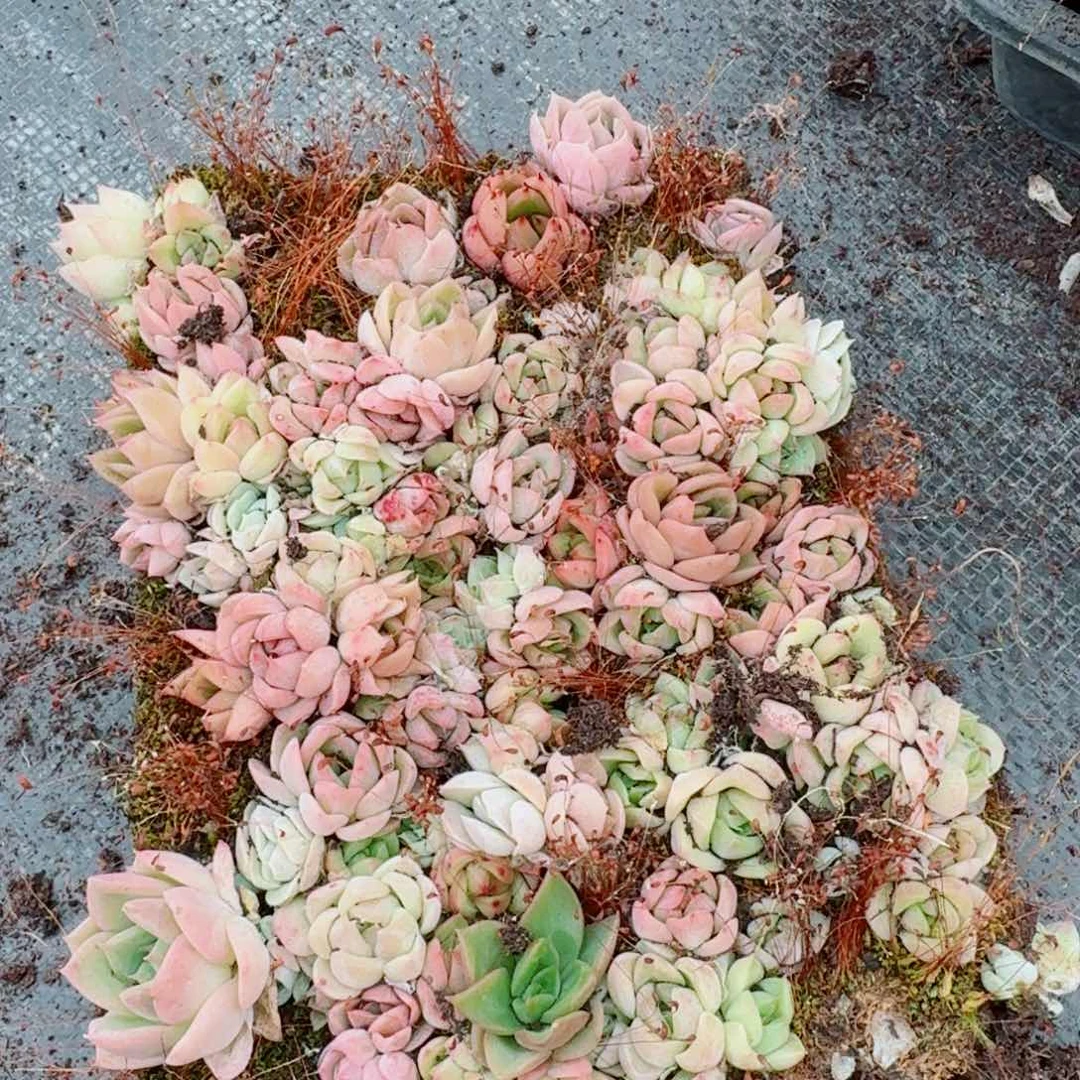 麦秆切糕一份量拍20-21右四