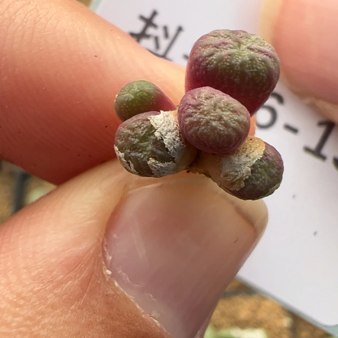16-151红团多肉植物，