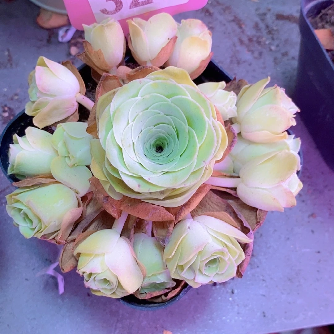 山地玫瑰一物一拍327小玉