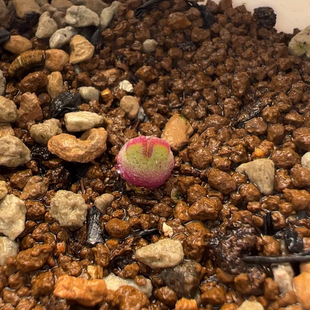 821多肉植物百科