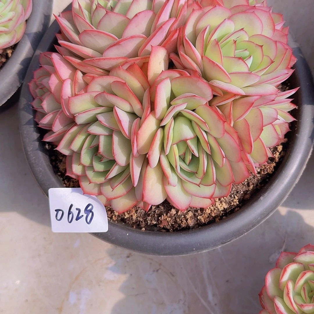 清***风0628牡丹亭多肉