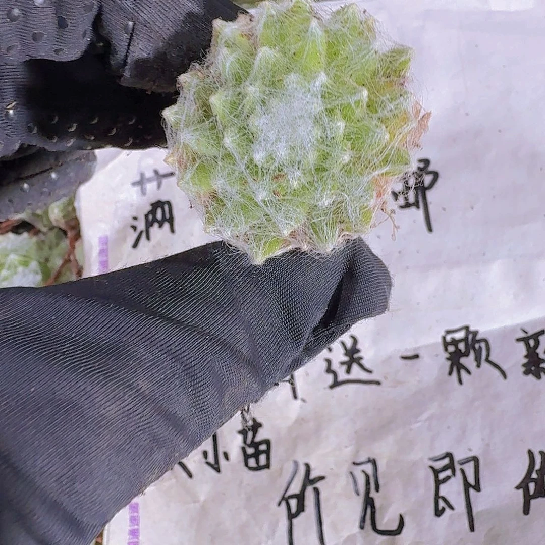 蛛丝卷卷两米三颗