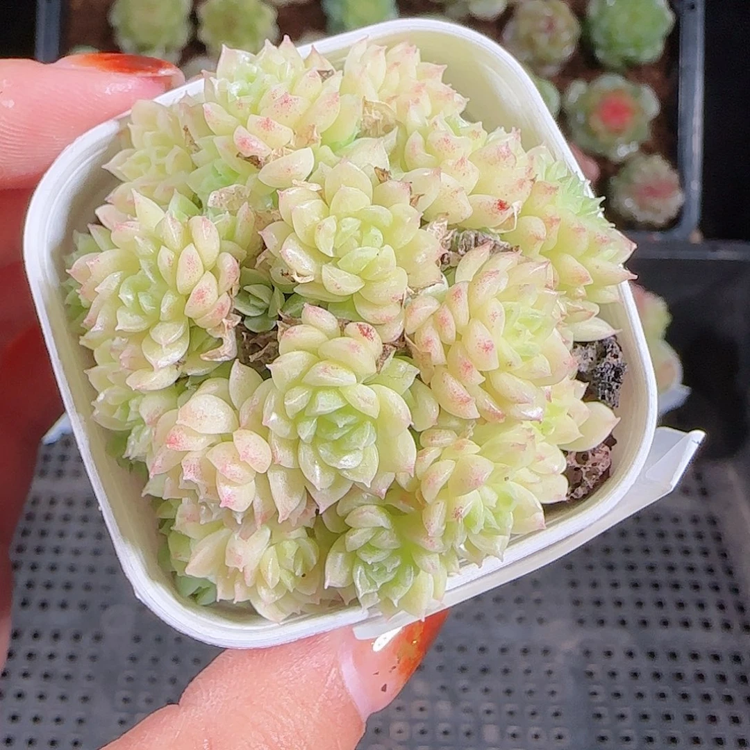 1018---120麦秆优选不包整