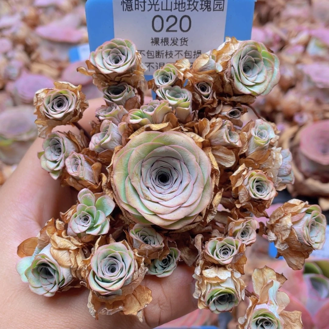 山地玫瑰020断枝不包损不售后