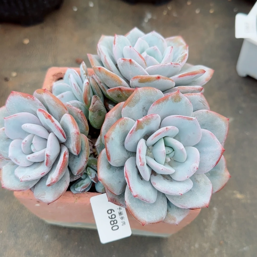 奶茶无砍，6980多肉植物