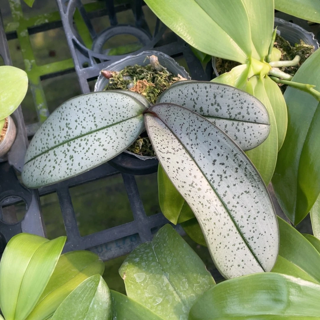 当前无花栽培后可以开花2.5