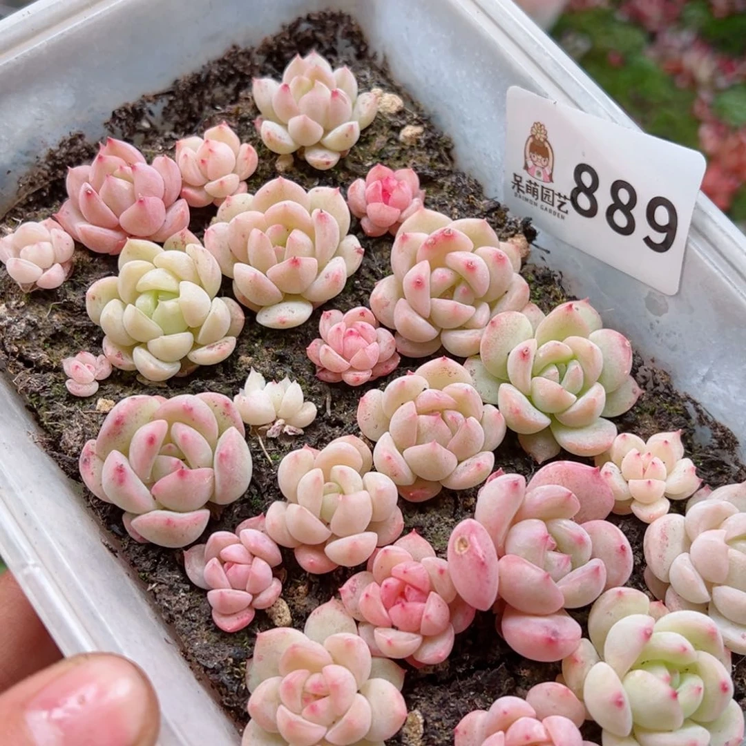 多肉植物多肉植物