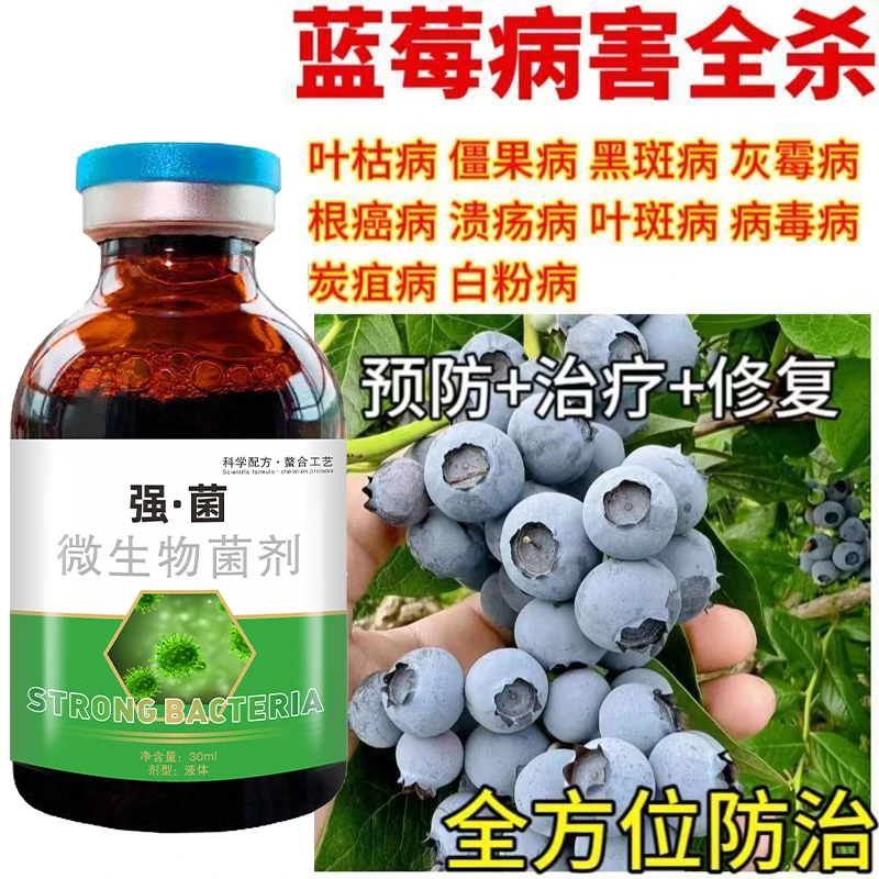 蓝莓病全治蓝莓灰病枝枯白粉叶斑僵果干瘪蓝莓微生物菌剂蓝莓专用