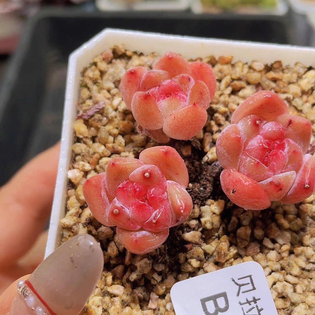 b008 精品多肉一物一拍