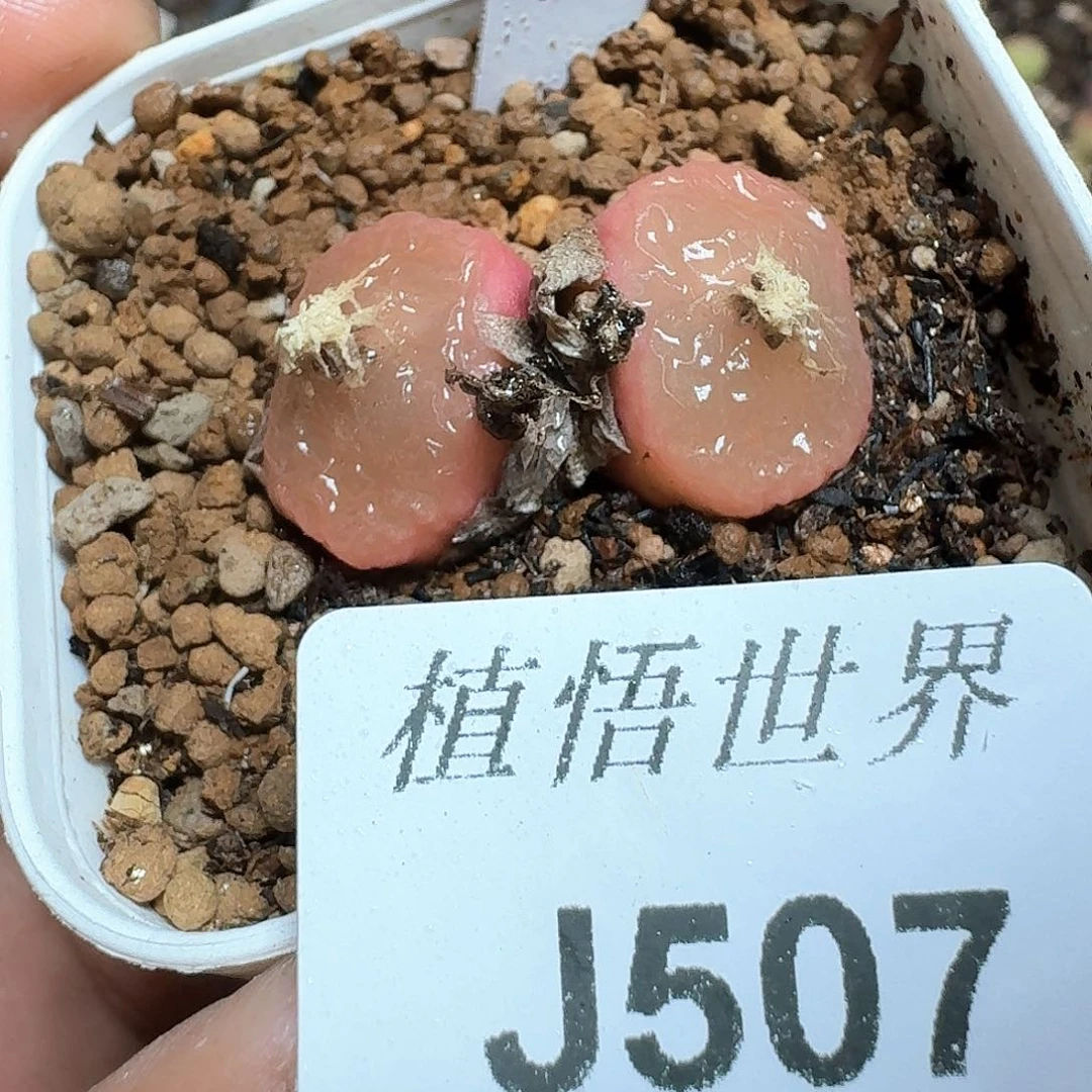 507家多肉植物哇c g