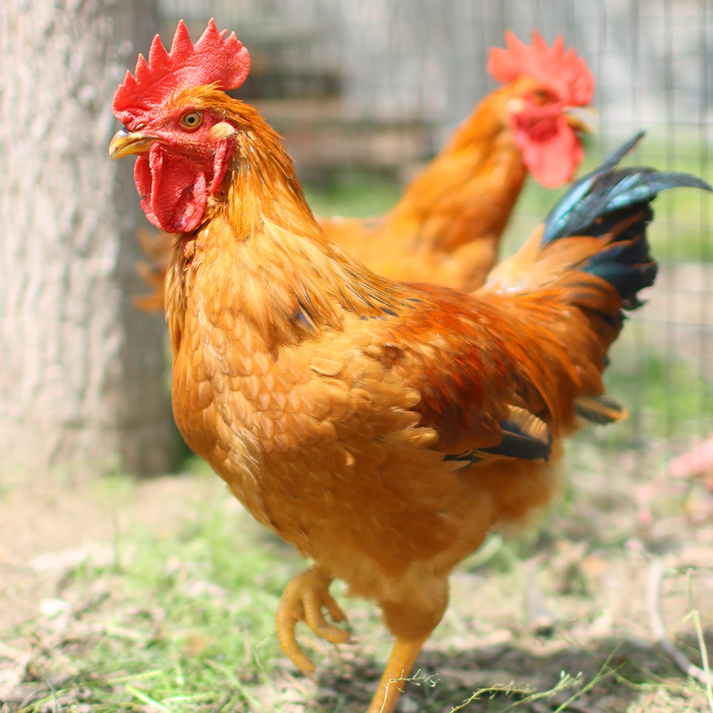 【活鸡发货】大公鸡包邮-两只装