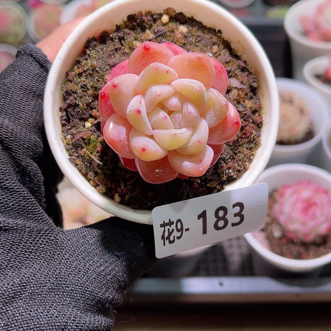 花09-183刚毅单头