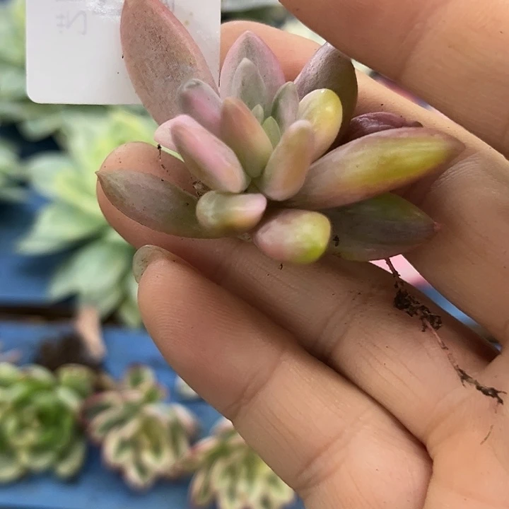 1595红蜻蜓彩锦炸多肉