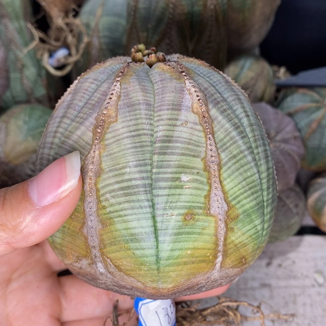 41欧系实生布纹球一物一拍