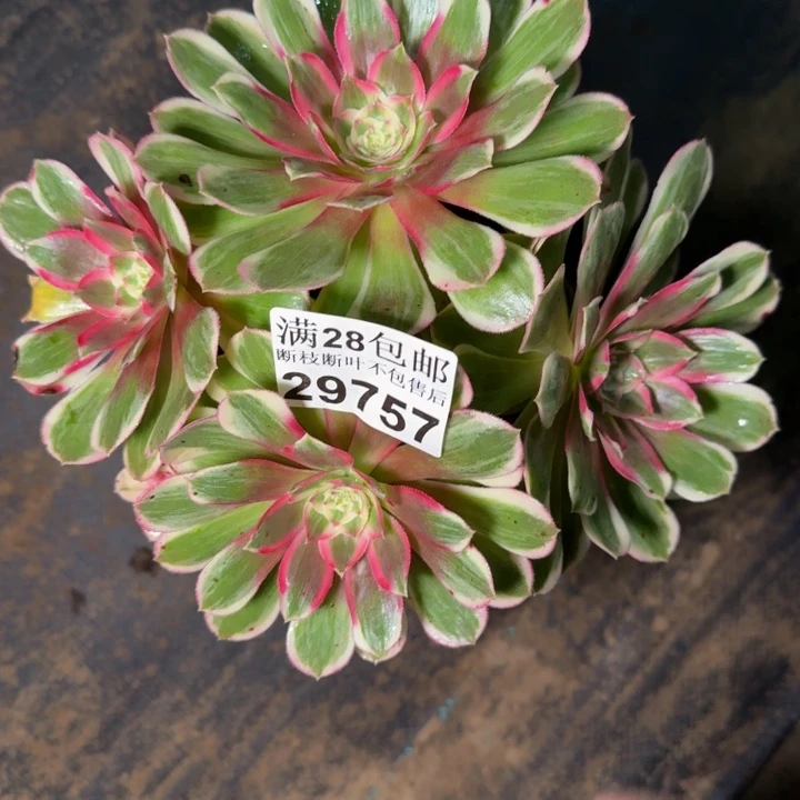 29757南孔雀翎多肉植物