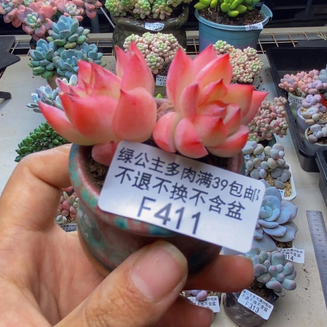 411法兰西玫瑰多肉4c m
