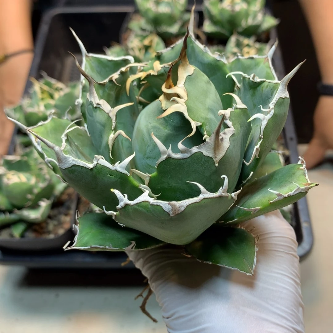 正版 白鲸 龙舌兰 叶展 9公分