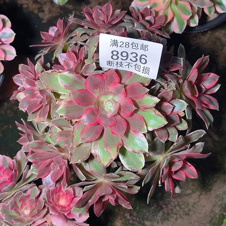 8936浣纱多肉植物