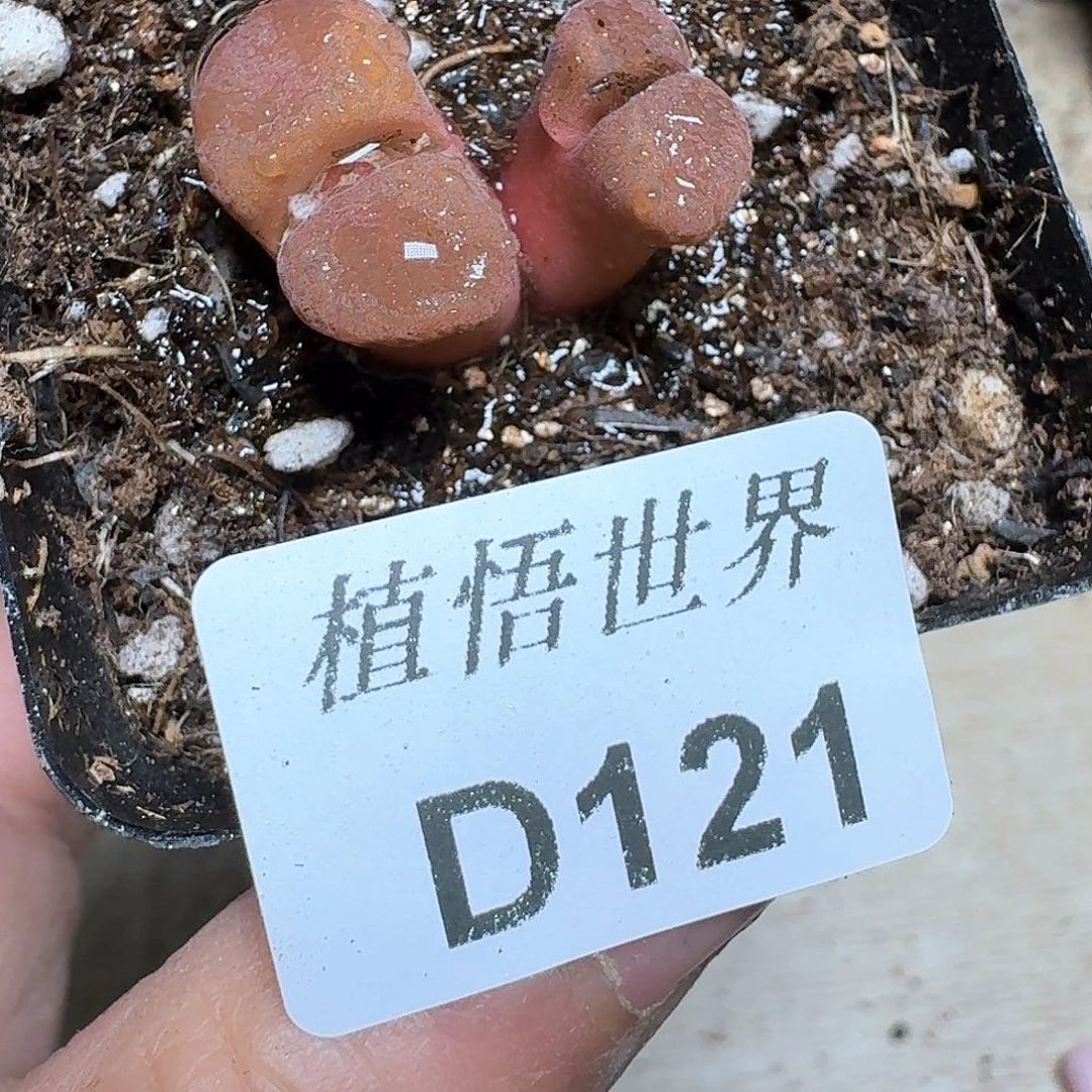 121号多肉植物哇f g