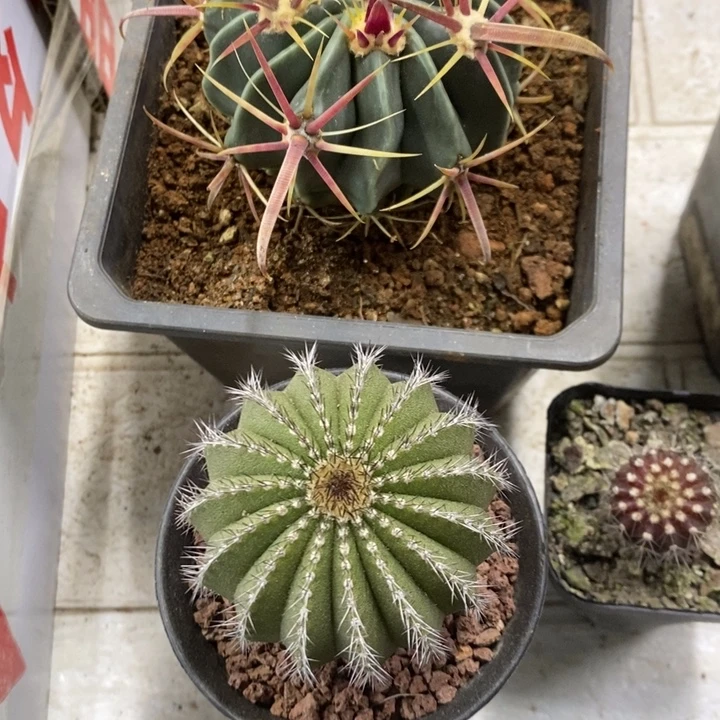 实生尤博球特价福利