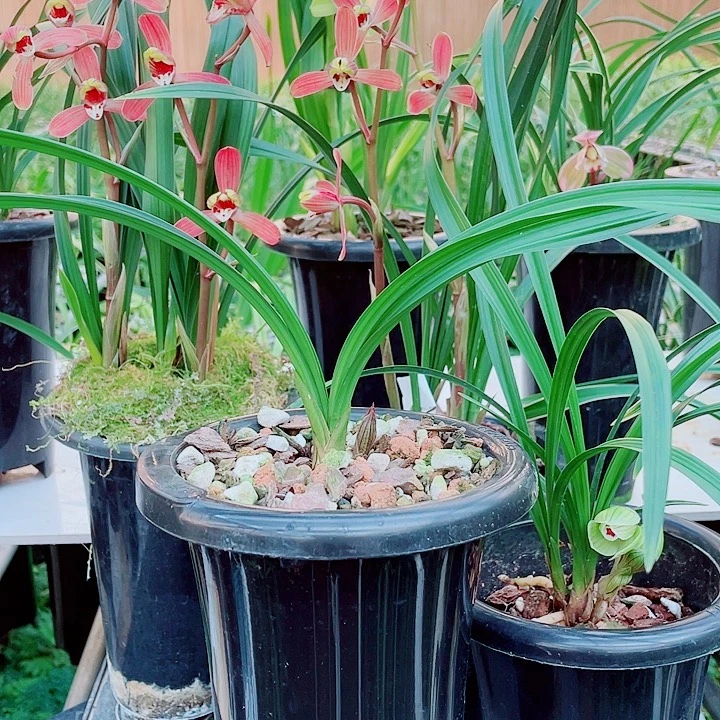 辉***哥完全开放一物一漂亮