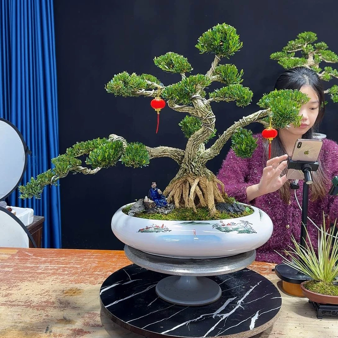 黄杨室内室外盆景