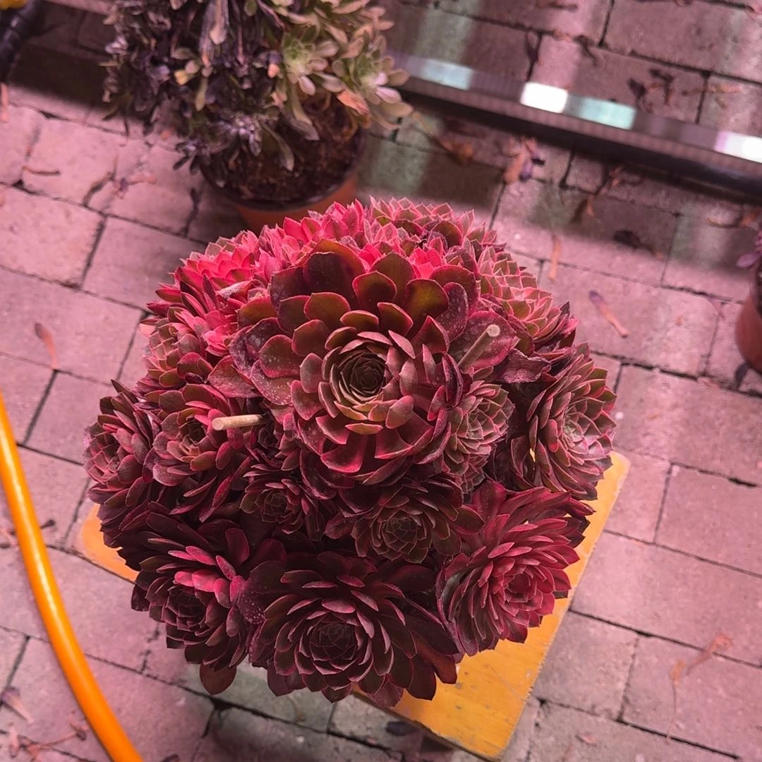 天*多肉植物法师盆2个