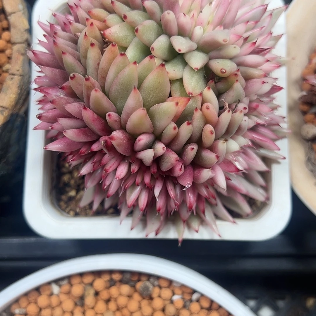 麦秆锦缀多肉植物