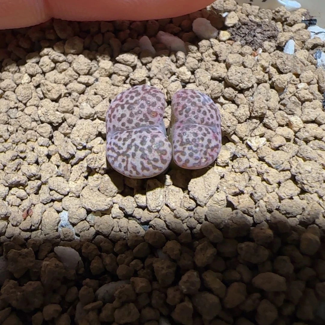 肉锥多肉植物百科-豹纹鸟1405