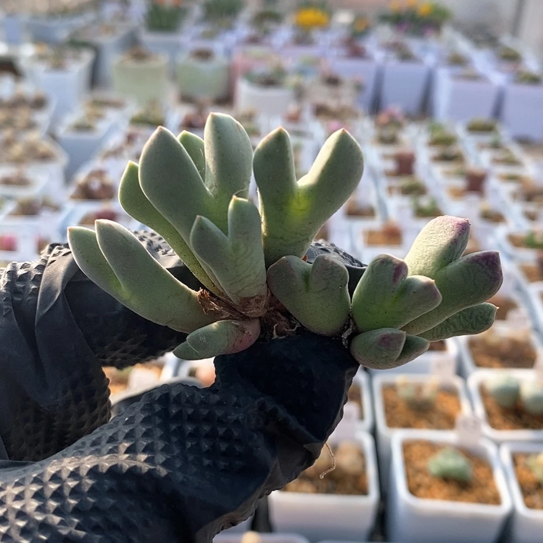 一物一拍猪蹄杂交两颗12头