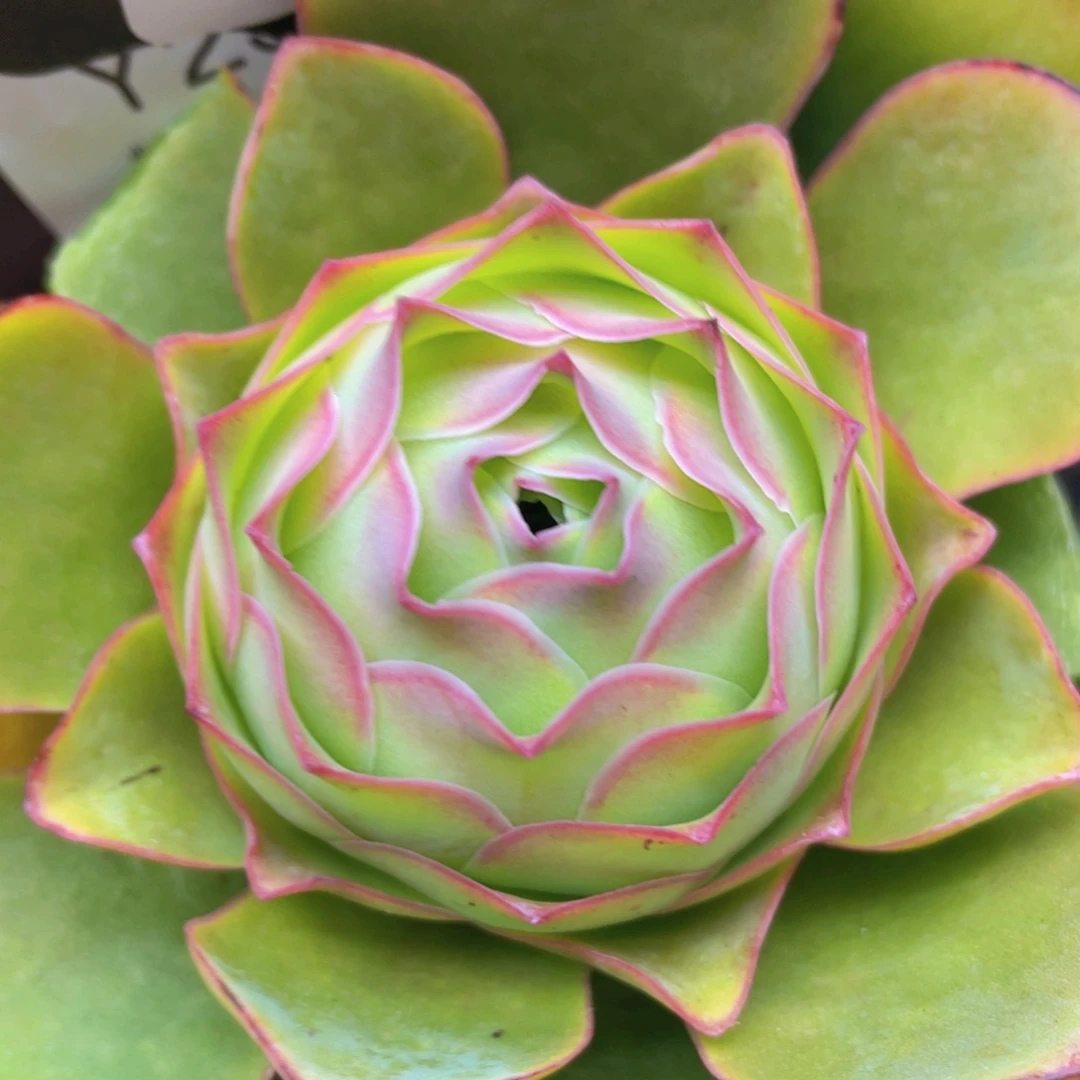 粉红舞鞋玫瑰新年福利255