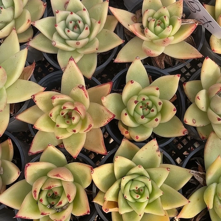 乌木。 量拍。 满18包邮