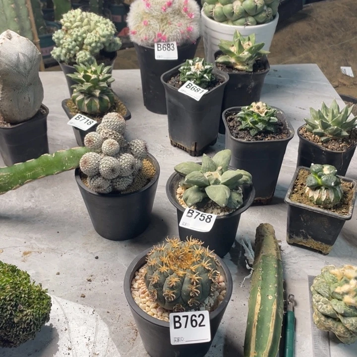 762猫爪仙人球一个