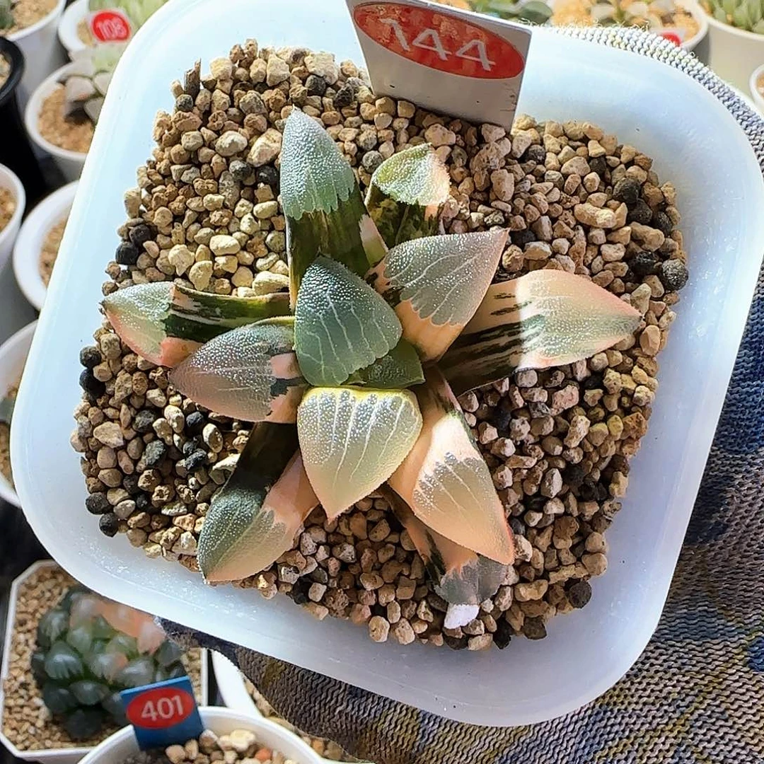 144实生克锦 7 厘米左右一物一拍带盆