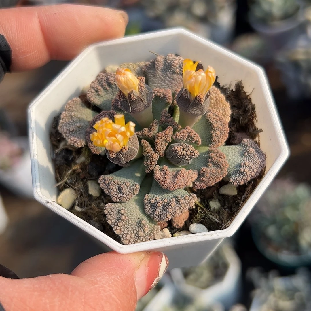 多肉植物小天女开花