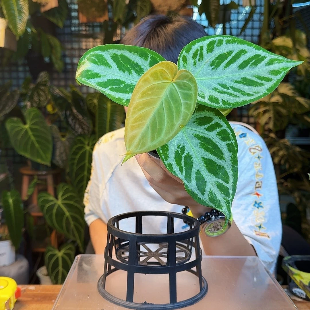 啧***-完全开放一物一拍B73